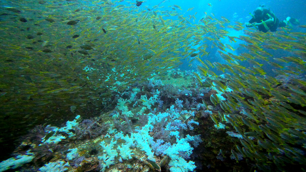 king cruiser diving from phuket 02