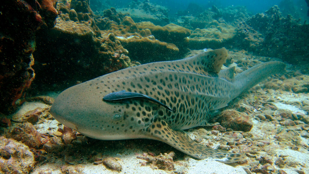 koh maithon diving from phuket 01