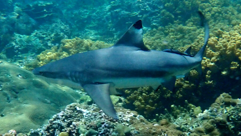 phi phi diving from phuket 03