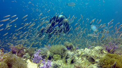 phuket diving tours anemone reef 01