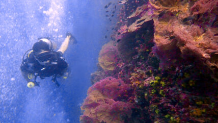 phuket diving tours koh doc mai 01