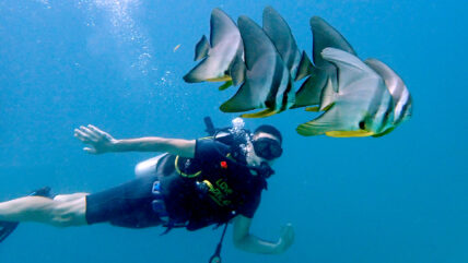 racha yai diving from phuket 01