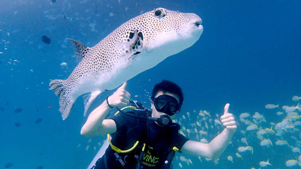 racha yai diving from phuket 02