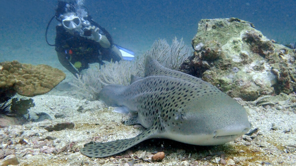 shark point diving from phuket 02