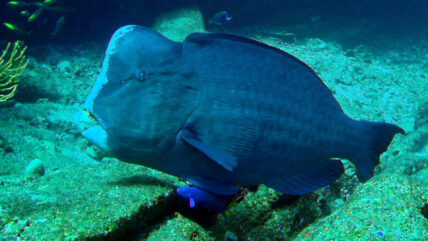 thailand liveaboard diving humphead wrasse 01