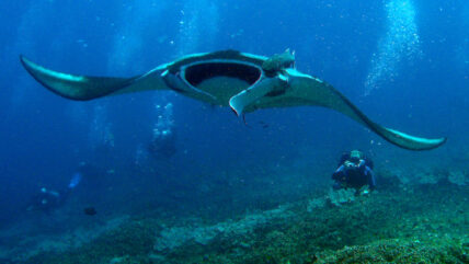 thailand liveaboard diving manta ray 01