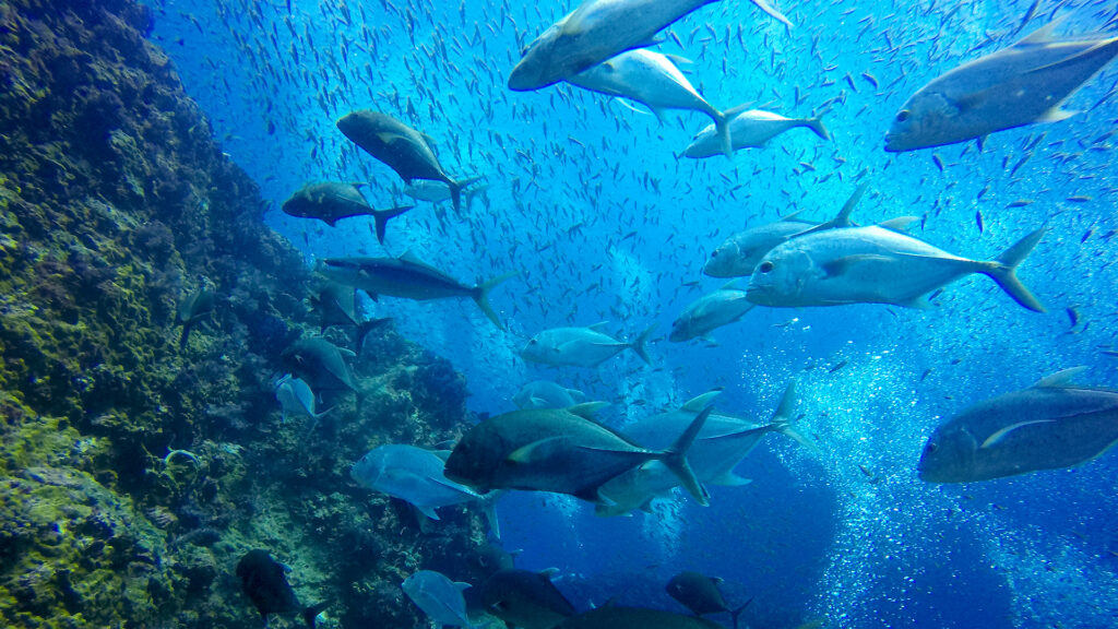 thailand liveaboard diving south andaman 01