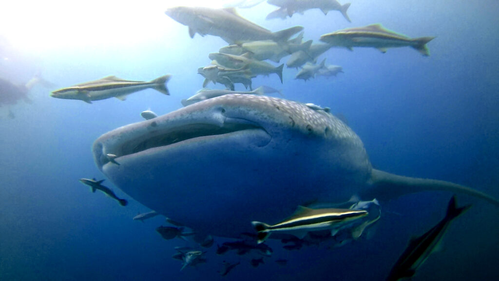 thailand liveaboard diving whale shark 01