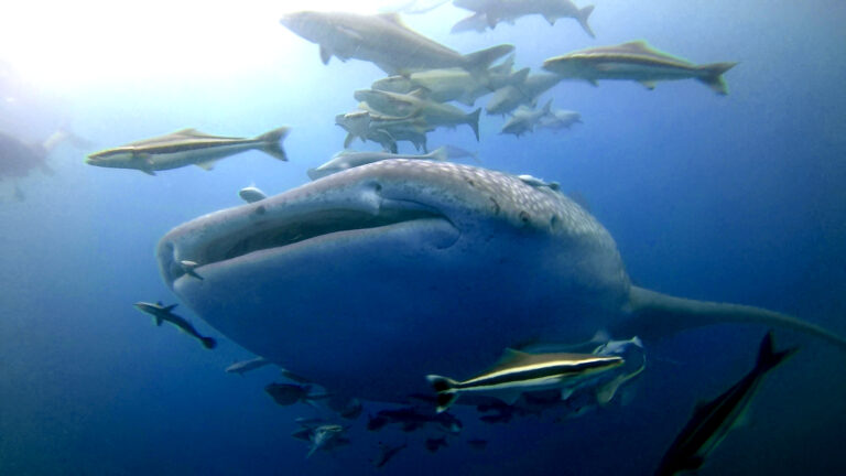 Dive with whale sharks in Thailand