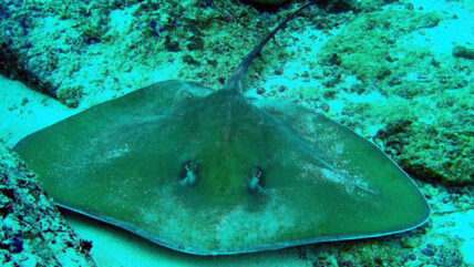 thailand liveaboard diving whip ray 01