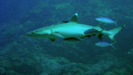 thailand liveaboard diving whitetip sharks 01