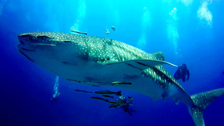 Dive with whale sharks in Thailand at Richelieu Rock