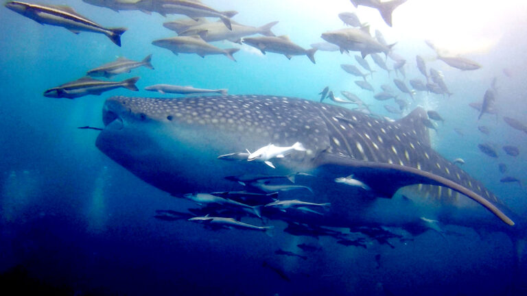 Dive with whale sharks in Thailand at Shark Point Phuket