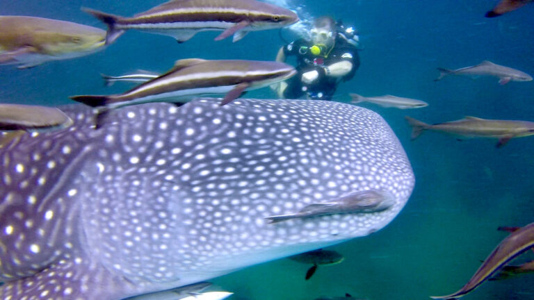 Whale Shark - Marine Life in Thailand