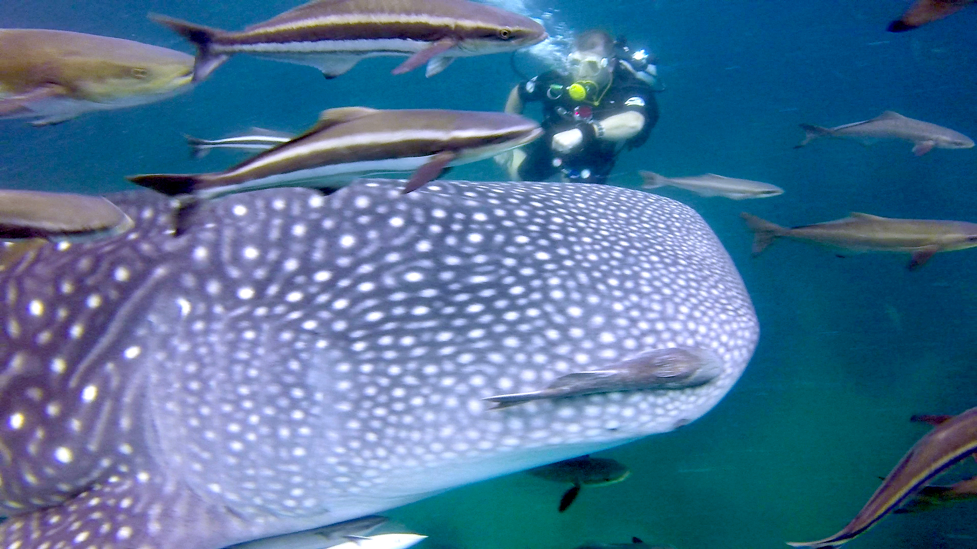 Dive With Whale Sharks In Thailand Love Diving Phuket