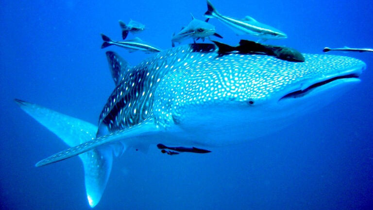 Dive with whale sharks in Thailand at Sail Rock