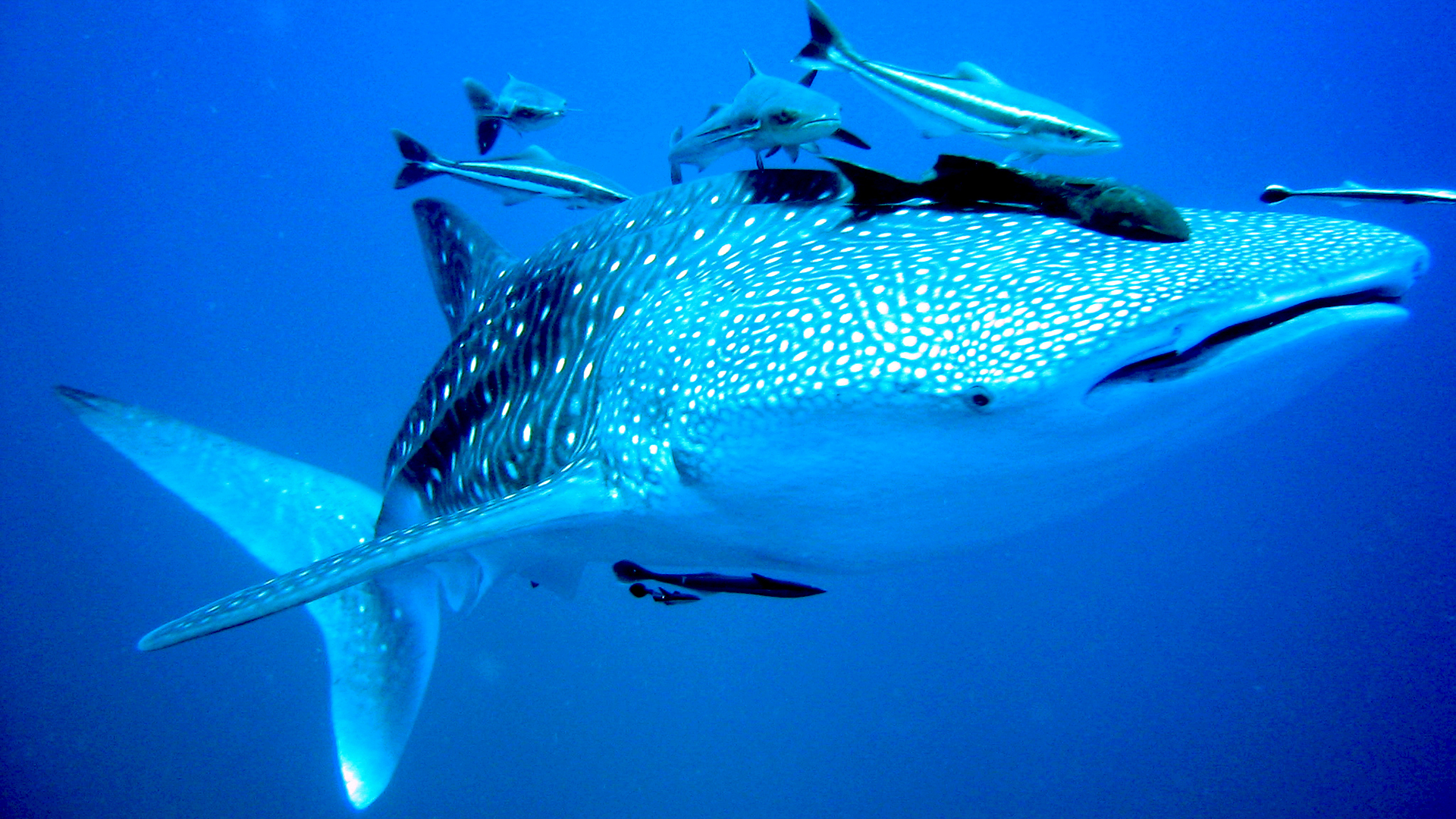 Dive With Whale Sharks In Thailand Love Diving Phuket