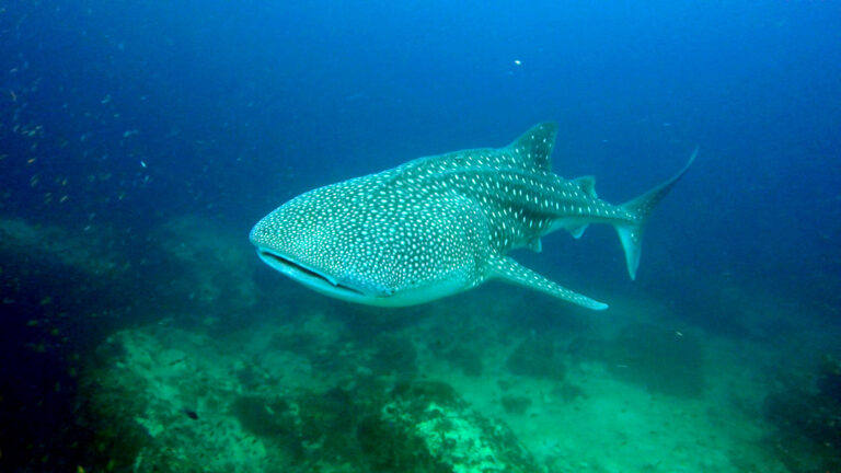 Dive with whale sharks in Thailand at 8-Mile Rock from Koh Lipe